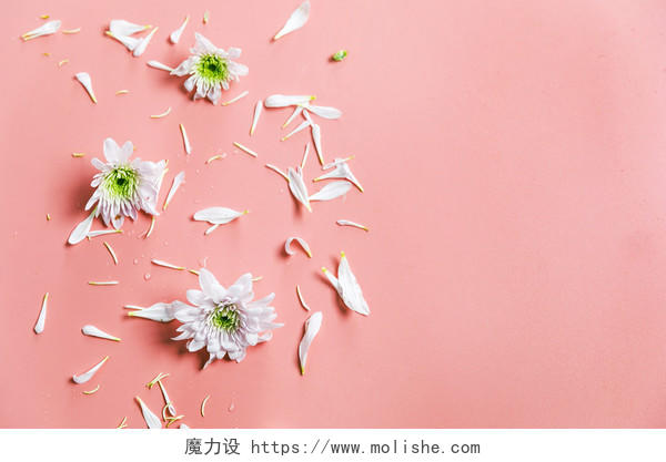 春天鲜花小雏菊背景图片